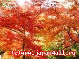 Японские
клены
Момидзи
в
одном
из
трех

самых
известных
парков
Японии.
